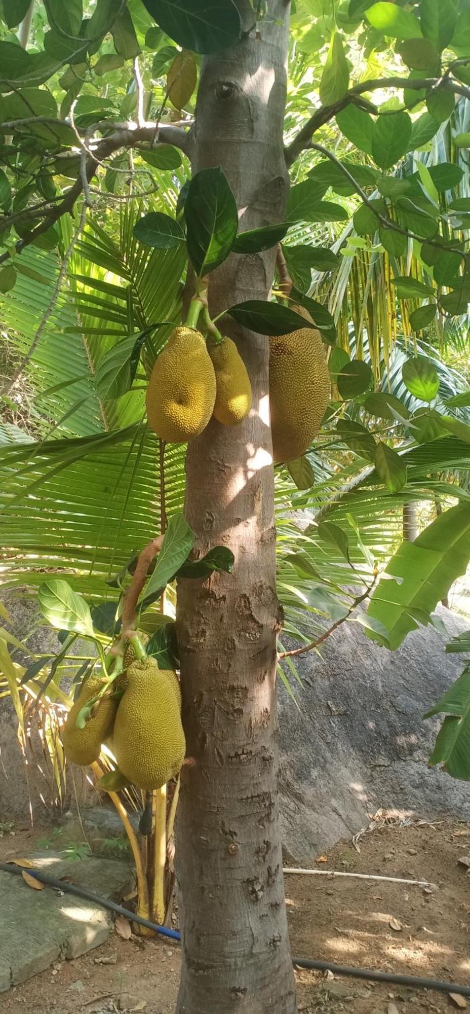 Gopi Plantation Homestay 亨比 外观 照片